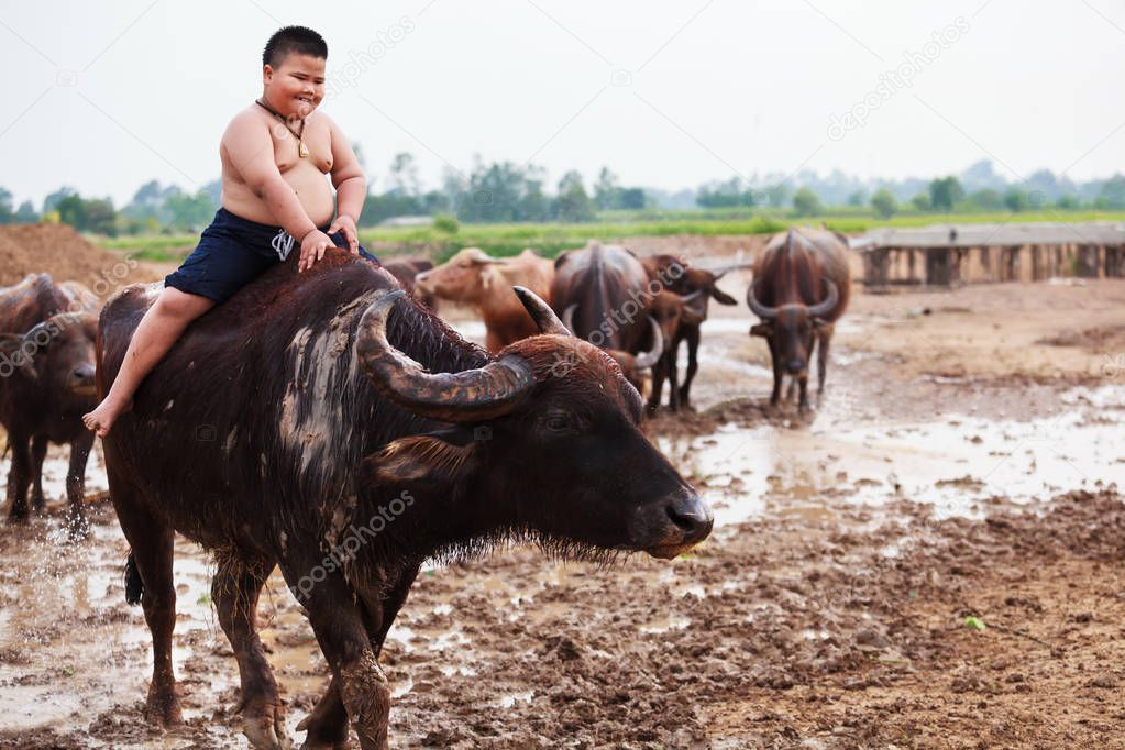 Thailand Rural Traditional Scene, Thai farmer shepherd boy is riding a buffalo, tending buffaloes herd to go back farmhouse. Thai Upcountry Culture, Living, Occupation concept.
