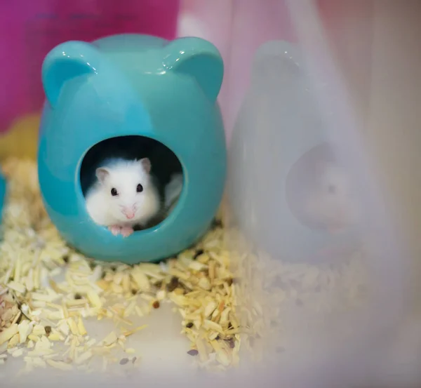 Cute Winter White Dwarf Hamster Head Out Her House Begging — Stock Photo, Image