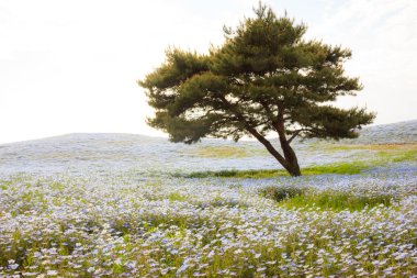 Güzel gün batımı manzarasına nemophila (mavi gözler) çiçek alanları Seaside Park, Ibaraki, Japonya