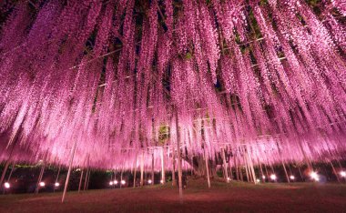 Aşikaga çiçek Park, Japonya gece büyük mor pembe wisteria kafes güzel manzarasına. Doğa seyahat, doğal güzellik kavramı.