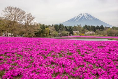 Çeşitli renkli moss phlox veya renkli shiba-sakura alanlarında shibazakura Festivali, Fujikawaguchiko, Minamitsuru, Yamanashi, Japan