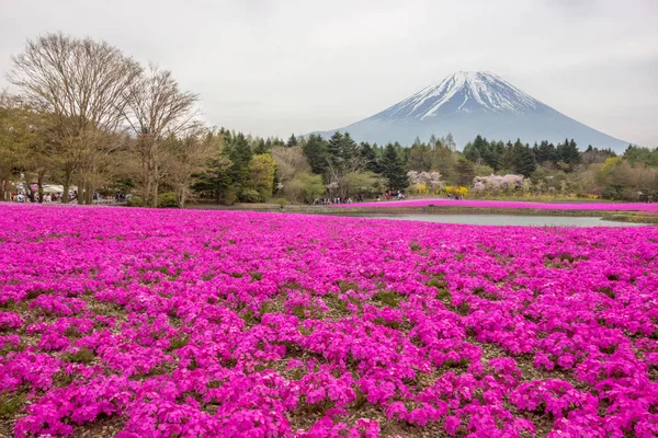 Különböző Színű Moss Phlox Vagy Színes Shiba Sakura Mezők Shibazakura — Stock Fotó