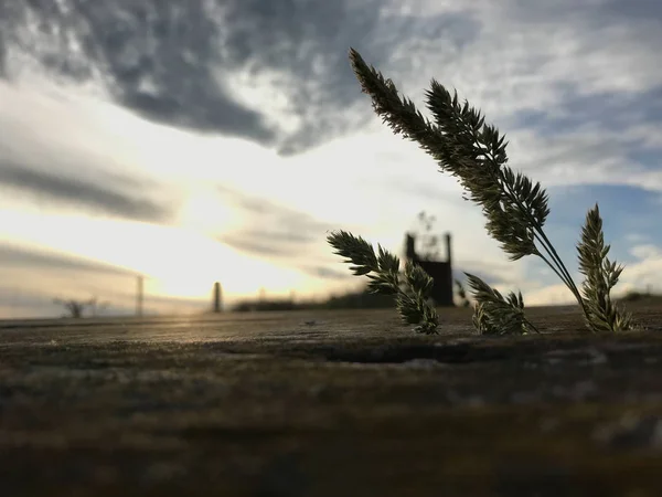 野草花在古老的乡间苔藓木桌上 清晨黎明的曙光背景 放松力矩概念 — 图库照片
