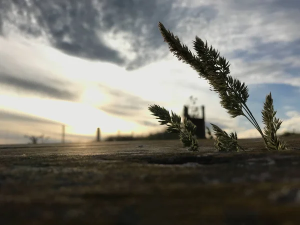 Flor Hierba Silvestre Vieja Mesa Madera Musgosa Rústica Amanecer Fondo — Foto de Stock