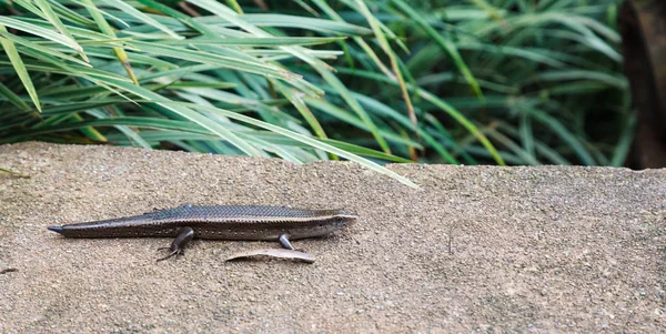 Eutropis Multifasciata Skink Common Sun Skink Con Cola Creciente Suelo — Foto de Stock