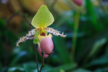 Çiçek: Lady's terlik, Bayan Terlik ya da Terlik Orkide Paphiopedilum Paphiopedilum sukhakulii. Terlik şeklinde dudak çiçek çiçek döllemek için böcekler pollinating için bir tuzak olarak hizmet vermektedir.