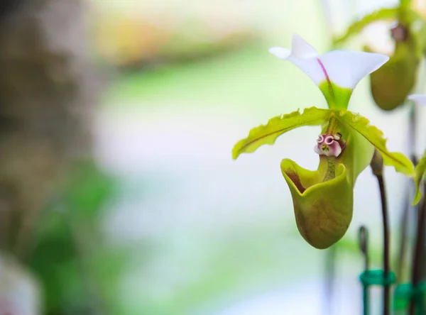 Flowers: Lady\'s slipper, lady slipper or slipper orchid Paphiopedilum, Vejvarut  Paphiopedilum. The slipper-shaped lip of the flower serves as a trap for pollinating insects to fertilize the flower