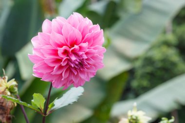 Taze parlak güzel pembe çiçek açan Dahlia vahşi süs çiçek. Çiçekler, Yıldızçiçekleri temsil haysiyet ve istikrar dilinde anlamı yanı sıra benim Şükran bakımınız aşıyor.