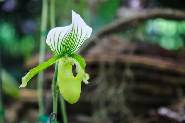 Flowers: Lady's slipper, lady slipper or slipper orchid Paphiopedilum, Paphiopedilum Hennisianum. The slipper-shaped lip of the flower serves as a trap for pollinating insects to fertilize the flower.