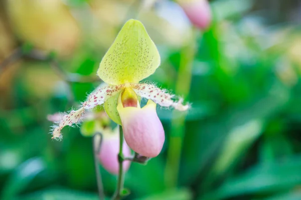 Flowers: Lady\'s slipper, lady slipper or slipper orchid Paphiopedilum, Paphiopedilum sukhakulii. The slipper-shaped lip of the flower serves as a trap for pollinating insects to fertilize the flower.