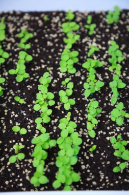 Yatak takımları tarımsal bitki kreş sera, çiftlik, çiftlik, Bahçe arka plan endüstriyel büyüyen yeşil bitki fidesi. Ticari, toptan, perakende bahçıvan ve çevre koruma kavramı