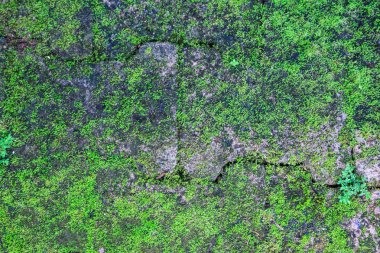 closeup eski yaşlı dokulu vintage retro tuğla blok kat duvar yüzey duvar kağıdı arka plan zemin üzerinde yeşil yaşam tesisi ile ayrıntılı. İç dış ev ev dekorasyon tasarım konsepti yaşayan.