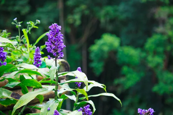 Прекрасні Фіолетові Фіолетові Ліричні Квіти Загальні Назви Повзучий Бузковий Прикордонна — стокове фото