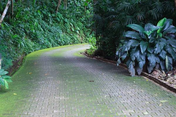 Farbenfroher Frischer Leuchtend Grüner Mooswanderweg Grünen Naturpark Garten Familienaktivitäten Freien — Stockfoto