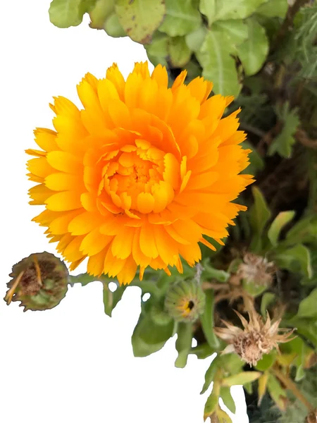 Flor Calendula Officinalis Caléndula Olla Mechones Caléndula Escocesa Una Hierba —  Fotos de Stock