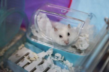 sevimli kış beyaz hamster evde beslenen hayvan hayvan soyunma rendelenmiş beyaz kağıt mendil ile anne, kılık değiştirmiş olarak festival Cadılar Bayramı tatil için. İnsan arkadaşı, evde beslenen hayvan aşk bakımı, hayvan kostüm, sürpriz hile kavramı.