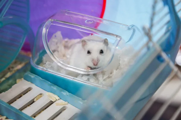 Lindo Invierno Blanco Hámster Animal Compañía Vestirse Con Papel Tejido —  Fotos de Stock