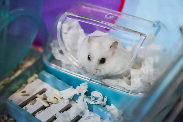 Lindo Invierno Blanco Hámster Animal Compañía Vestirse Con Papel Tejido —  Fotos de Stock