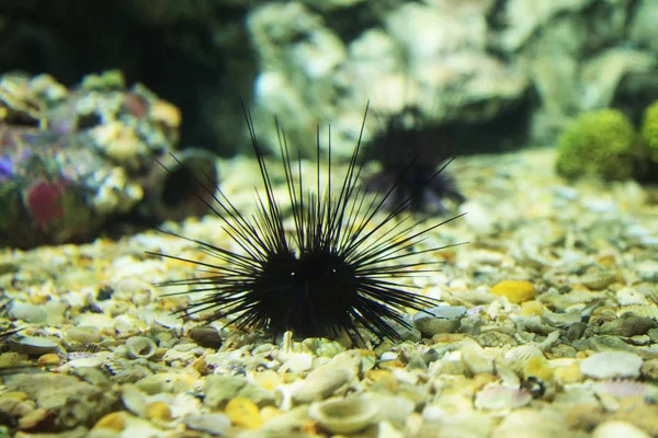 Svart Lång Ryggraden Urchin Diadema Setosum Vilar Botten Havsbotten Rock — Stockfoto