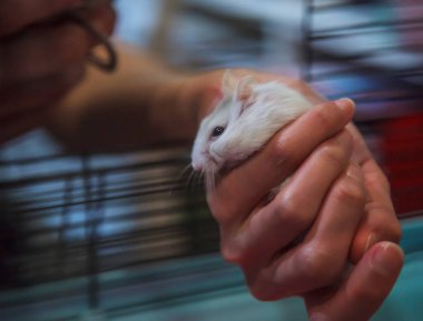 Üç renkli sevimli kış beyaz cüce Hamster sahibi elinde cep telefonu ile fotoğraf götürülüyor. Kış beyaz Hamster da kış beyaz cüce, Djungarian veya Siberian Hamster denir.