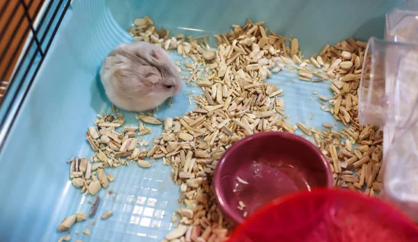 Cute Tricolor Hembra Exótico Invierno Blanco Enano Hámster Comer Comida —  Fotos de Stock