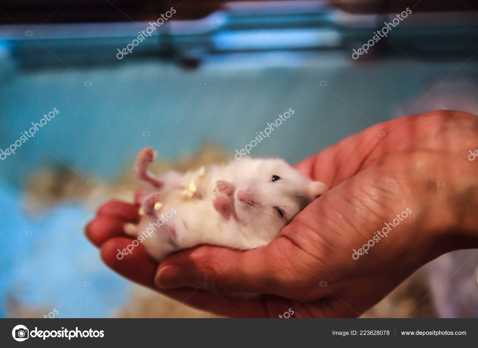 cute baby hamster