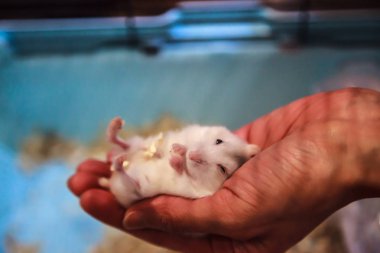 Şirin bebek üç renkli kadın egzotik kış beyaz cüce konforlu sahibi palm elinde yalan Hamster. Kış beyaz Hamster da kış beyaz cüce, Djungarian veya Siberian Hamster denir.