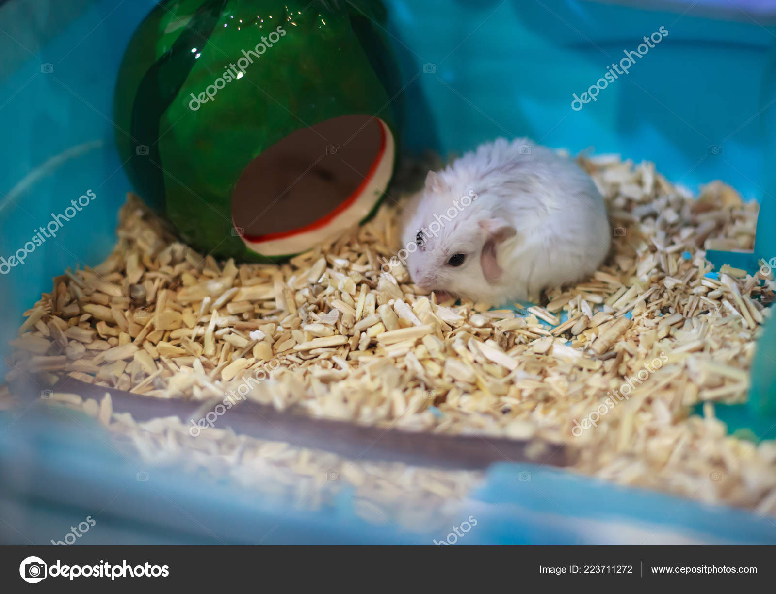 dwarf hamster scratching cage