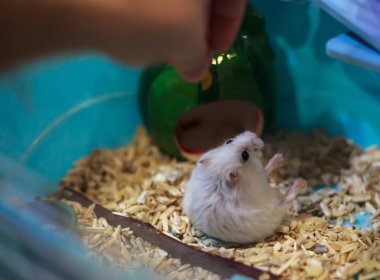 Şirin egzotik kış beyaz cüce sahibi elinden evde beslenen hayvan yemek arka ayakları üzerinde düşen Hamster. Kış beyaz Hamster da kış beyaz cüce, Djungarian veya Siberian Hamster denir.