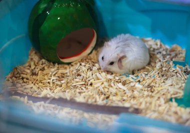 cute female Winter White Dwarf Hamster scratching and grooming its fur, motion. Winter White Hamster is also known as Winter White Dwarf, Djungarian or Siberian Hamster. clipart