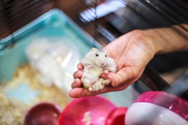 Şirin bebek üç renkli kadın egzotik kış beyaz cüce konforlu sahibi palm el içinde belgili tanımlık kafes içinde yatan Hamster. Kış beyaz Hamster da kış beyaz cüce, Djungarian veya Siberian Hamster denir.