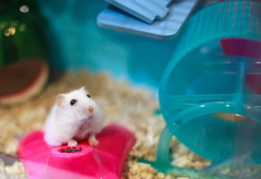 Şirin egzotik kış beyaz cüce Hamster masum yüzü ile evde beslenen hayvan yiyecek için yalvarıyor. Kış beyaz Hamster da kış beyaz cüce, Djungarian veya Siberian Hamster denir.