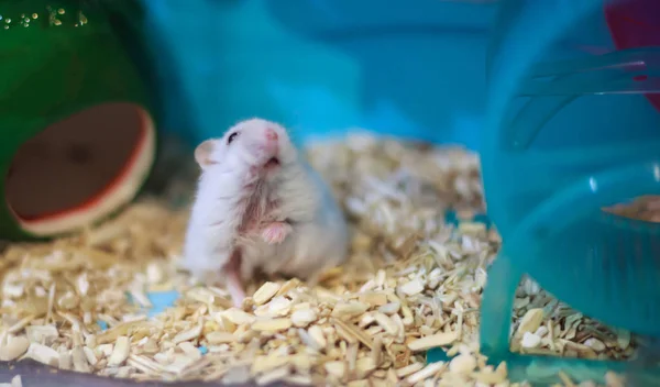 Inocente Bonito Exótico Inverno Branco Anão Hamster Tentando Levantar Duas — Fotografia de Stock