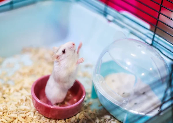 Cute Exotic Winter White Dwarf Hamster standing two legs begging for pet food with innocent face. Winter White Hamster is also known as Winter White Dwarf, Djungarian or Siberian Hamster.