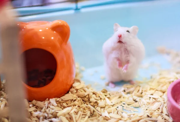 Cute Exotic Winter White Dwarf Hamster Standing Two Legs Begging — Stock Photo, Image