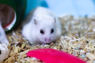 Şirin egzotik kış beyaz cüce üzgün ve yalnız, duygu ve duygu kavramı, evde beslenen hayvan yiyecek için yalvarıyor Hamster. Kış beyaz Hamster kış beyaz cüce, Djungarian veya Siberian Hamster olarak bilinir.