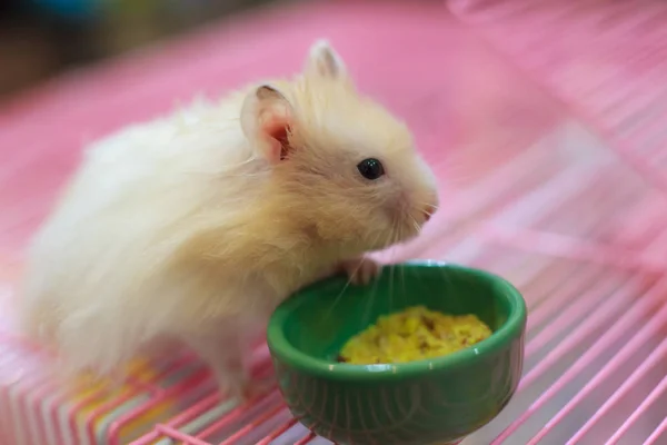 Cute Orange White Syrian Golden Hamster Mesocricetus Auratus Stands Two — Stock Photo, Image