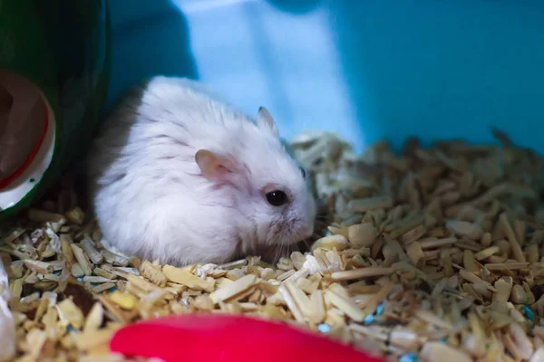 Cute Exotic Winter White Dwarf Hamster Looking Sad Lonely Feeling — Stock Photo, Image