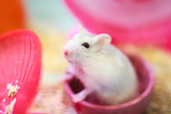 Schattig Exotische Winter Witte Dwerg Hamster Permanent Twee Benen Bedelen — Stockfoto