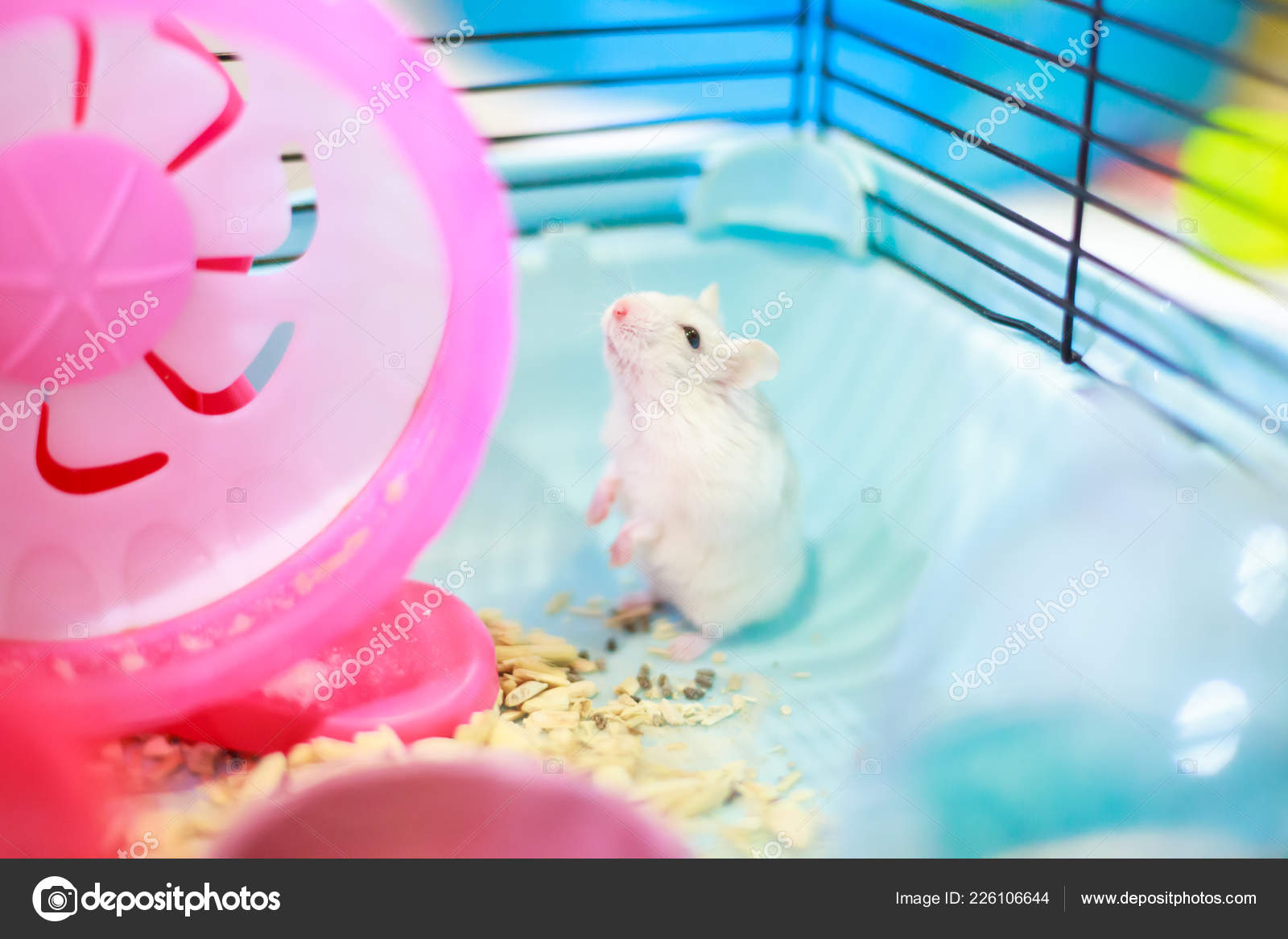 かわいい白い赤ちゃんエキゾチックな無邪気な顔でペットフードの