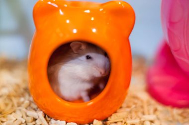 Şirin egzotik bebek kış beyaz cüce utangaç, şüpheli ve ortamı dışında korkuyor bakarak Hamster. Kış beyaz Hamster kış beyaz cüce, Djungarian veya Siberian Hamster olarak bilinir.