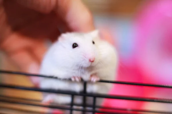 Cute White Exotic Little Baby Winter White Dwarf Hamster Owner — Stock Photo, Image