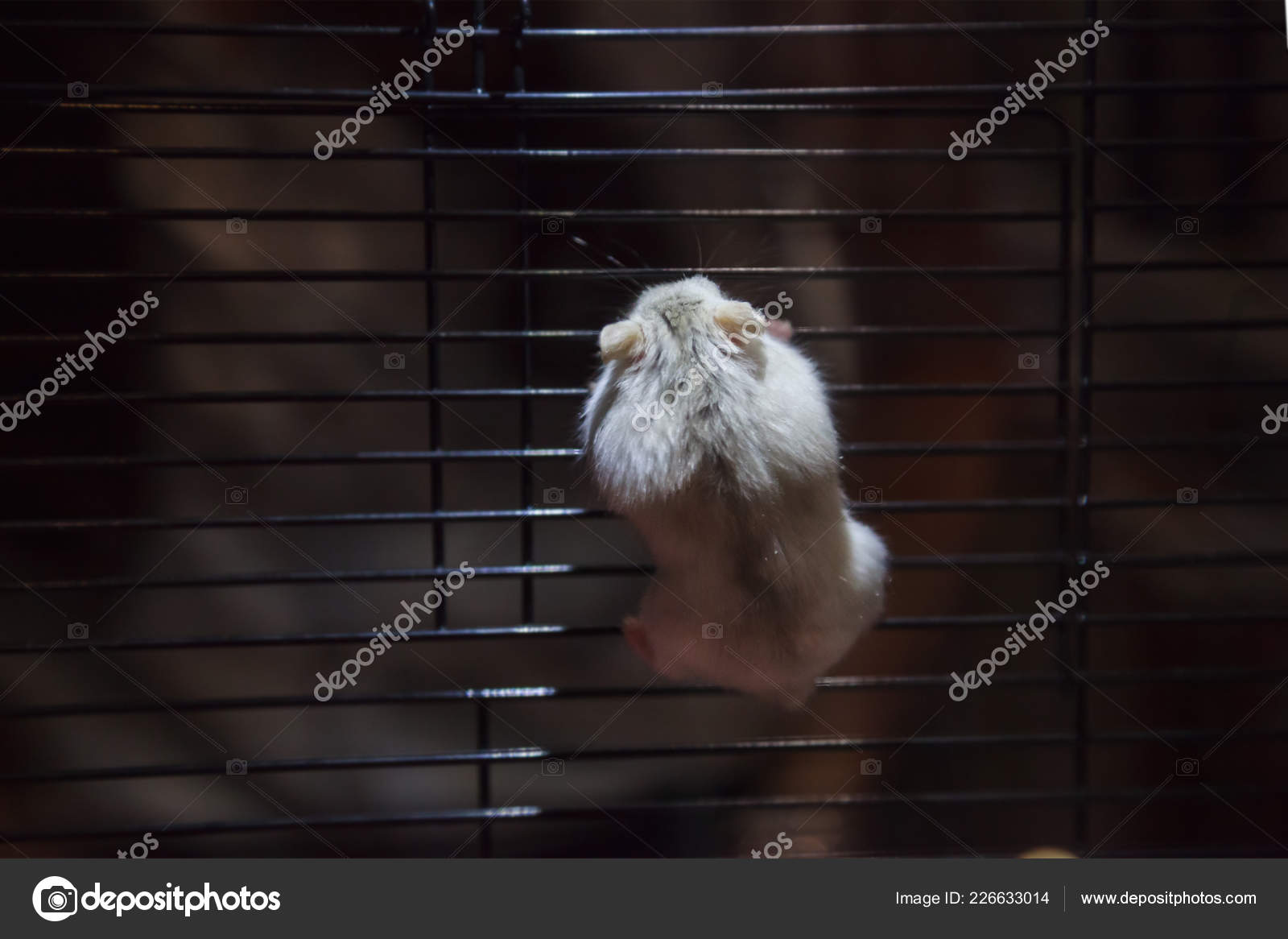Cute Playful Little Winter White Dwarf Hamster Winter White Dwarf Stock Photo victorflowerfly 226633014