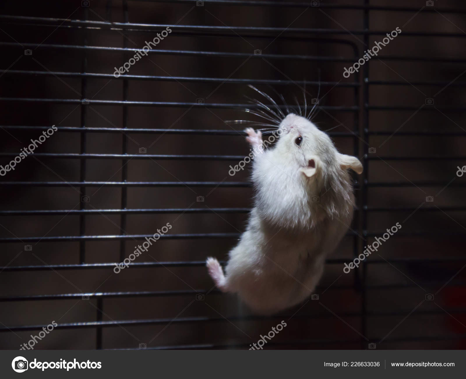 black and white dwarf hamster