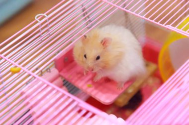 Şirin turuncu beyaz Suriye ya da altın kafes üzerinde bağlı ahşap panel güverte üzerinde tırmanma sahibi gıda için yalvarıyor Hamster (Mesocricetus hava). İnsan evde beslenen hayvan arkadaş, alarak bakım, merhamet, Evcil hayvan kavramı.