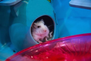 Sevimli beyaz kış beyaz cüce Hamster masum yüzü içinde ev evde beslenen hayvan yiyecek için yalvarıyor. Kış beyaz Hamster kış beyaz cüce, Djungarian veya Siberian Hamster bilinir. Evde beslenen hayvan, insan dost kavramı.