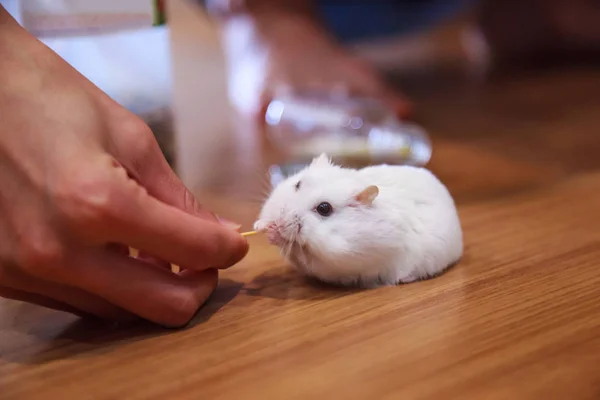 Sahibi Şirin Beyaz Kış Beyaz Cüce Hamster Evde Beslenen Hayvan — Stok fotoğraf