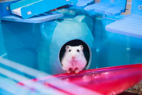 Lindo Blanco Invierno Enano Blanco Hámster Pidiendo Comida Para Mascotas —  Fotos de Stock