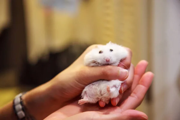 Şirin Egzotik Kış Beyaz Cüce Kızın Elinden Kurtarmak Mücadele Hamster — Stok fotoğraf