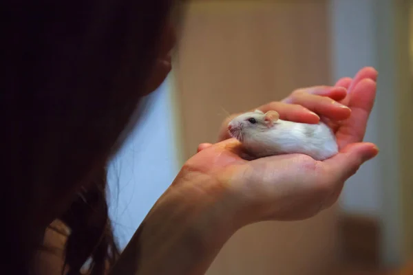 Girl patting cute exotic female Winter White Dwarf Hamster on palm hands. Winter White Hamster is known as Winter White Dwarf, Djungarian or Siberian Hamster. Pet health care, human friend concept.